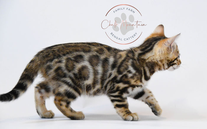 Bengal kitten for sale